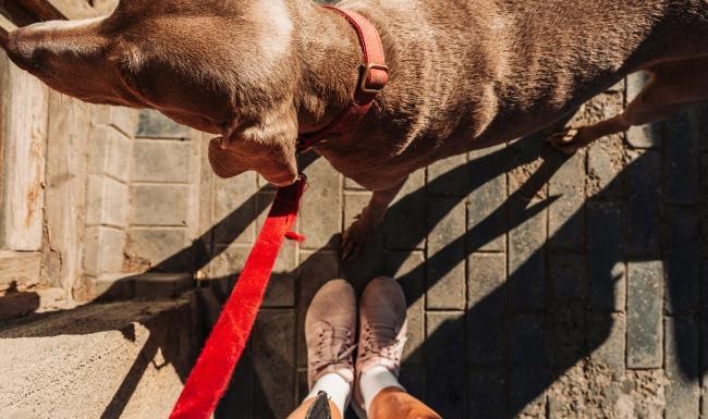 a dog and a person's feet